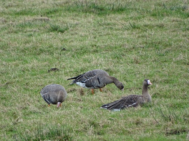客场胜利对 客场胜利对